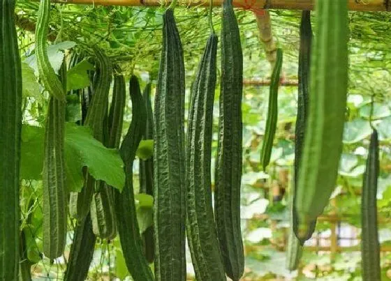 植物产地|丝瓜原产地在哪里
