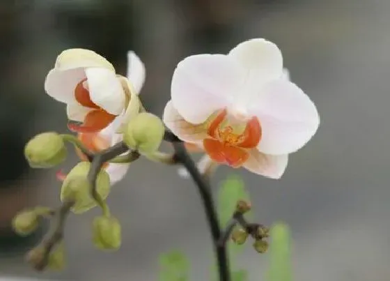 卧室摆放|兰花能放在卧室吗 对人有伤害吗