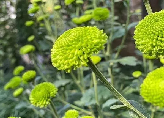 叶子发黄|非洲菊叶子发黄怎么办