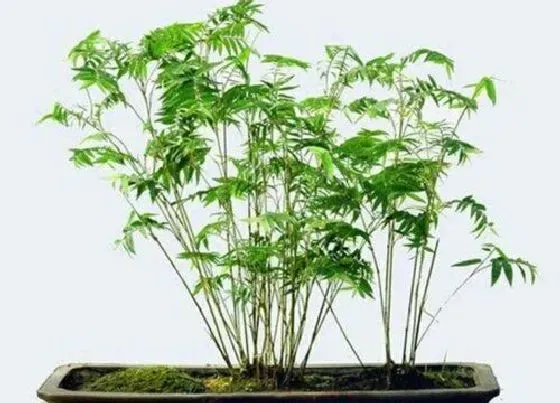 植物寓意|米竹的风水及寓意