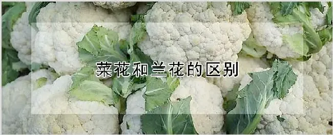 菜花和兰花的区别 | 自然知识