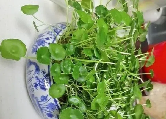 植物泡水|金钱草可以泡水喝吗