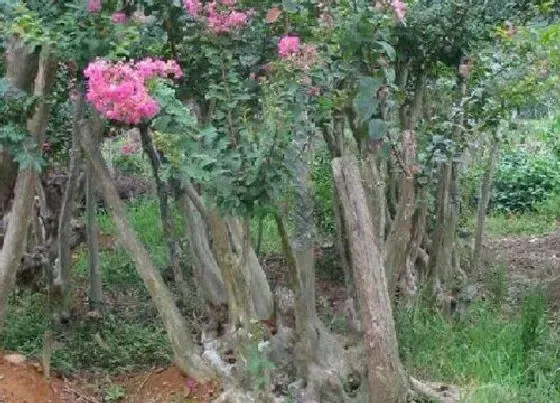 摆放常识|门前不栽竹房后不栽树什么意思（农村住房门口能栽竹子吗）