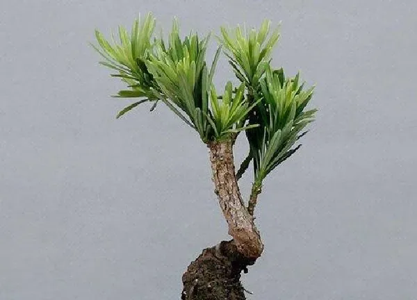 植物移栽|罗汉松上盆时间与养护方法