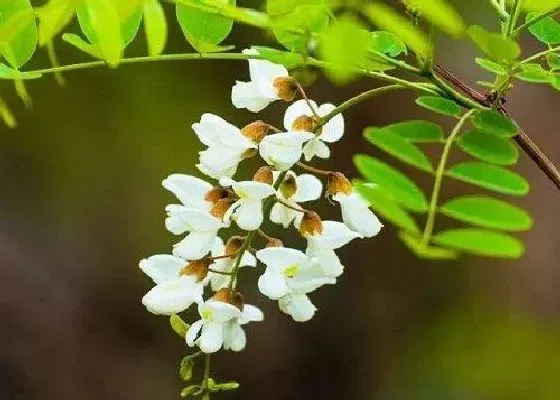 开花时间|槐花几月份开花