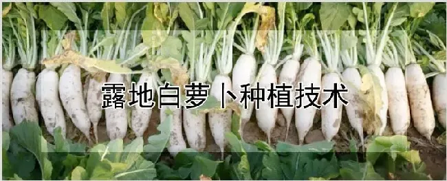 露地白萝卜种植技术 | 自然知识