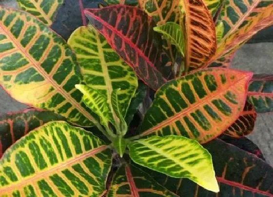 植物百科|变叶木耐阴吗