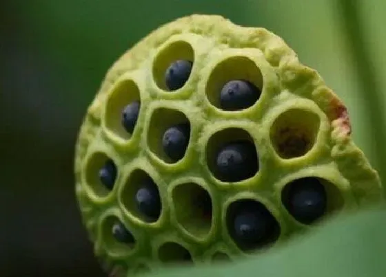 植物播种|莲藕种子怎么种植方法