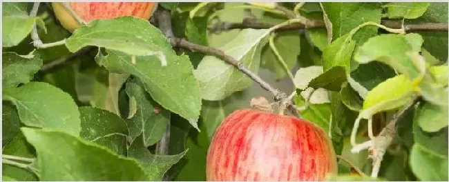 苹果树夏季修剪方法 | 养殖技术