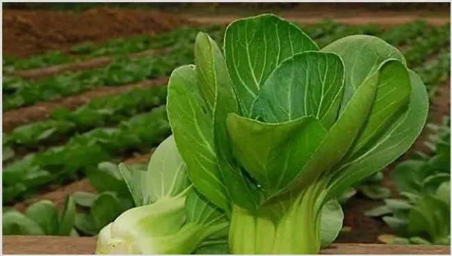 秋冬季该怎么种植小油菜 | 耕种资料