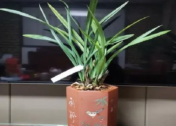 卧室摆放|兰花能放在卧室吗 对人有伤害吗