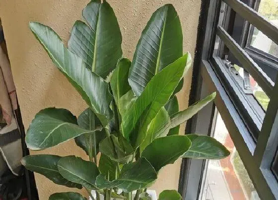 不开花|鹤望兰不开花什么原因