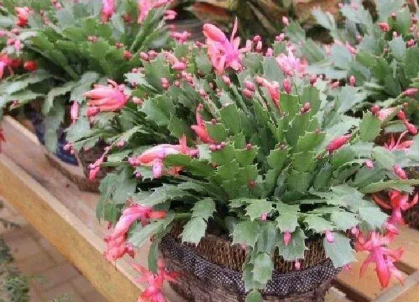 养殖方法|蟹爪兰的花谢了怎么办