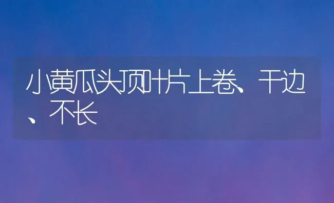 小黄瓜头顶叶片上卷、干边、不长 | 蔬菜种植