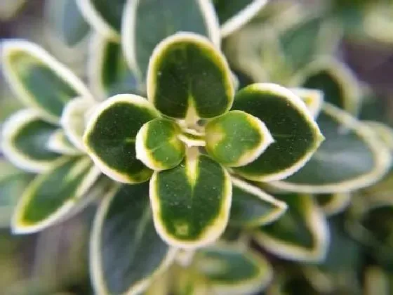 叶子干枯|六月雪叶子干枯怎么回事 叶子干枯掉落原因和解