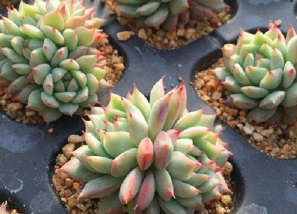 养殖方法|冬天网上买的多肉怎么种植（网购回来多肉植物换盆步骤）