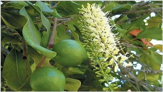 夏威夷果的种植技术介绍 | 农业技术