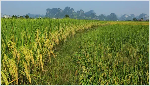 秋分前后的主要农事活动安排 | 种植病虫害