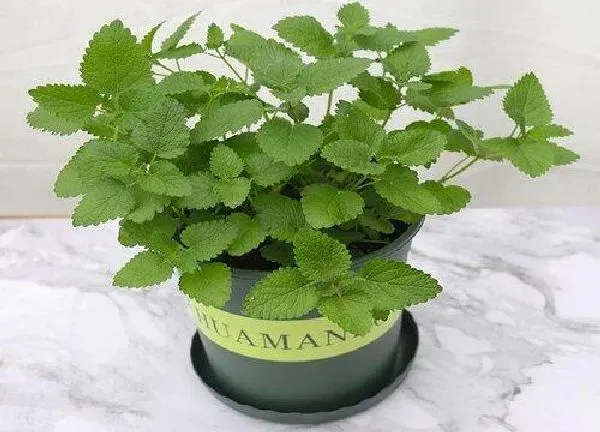 植物浇水|薄荷可以浇啤酒水吗