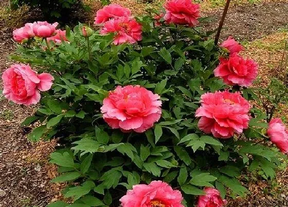 种植位置|牡丹可以种在家门口吗