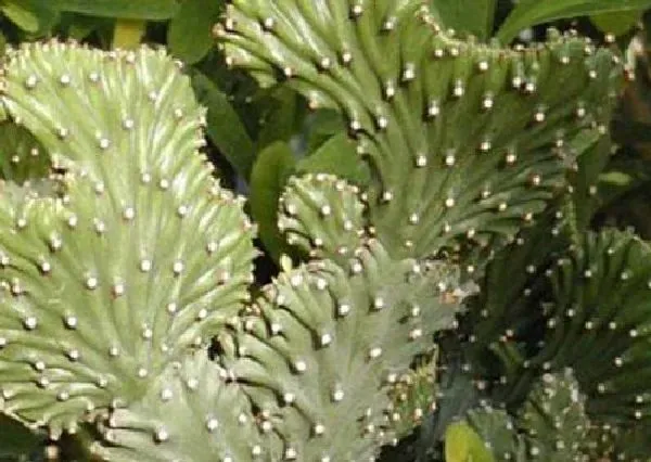 植物浇水|麒麟掌浇什么水好
