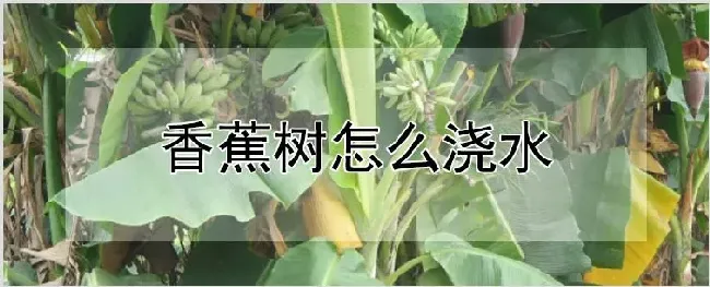 香蕉树怎么浇水 | 种植技术