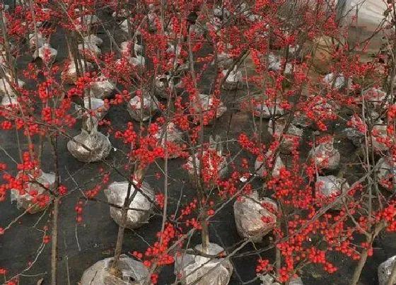 植物百科|冬青属于什么植物类型