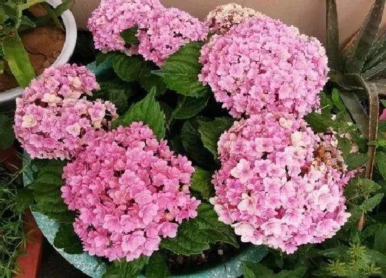 开花时间|绣球无尽夏一年开几次花 花期是什么时候