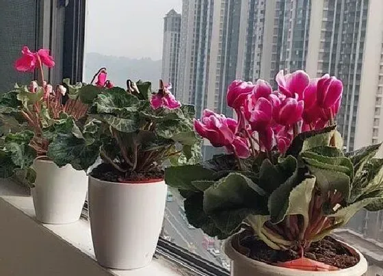 开花时间|仙鹤来一年开几次花