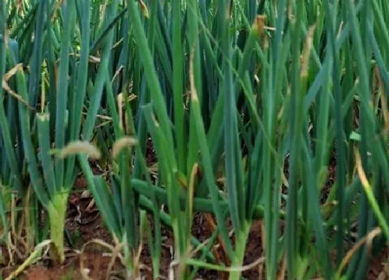 植物价格|2022年春节大葱价格预测（春节前后大葱还会涨价吗）