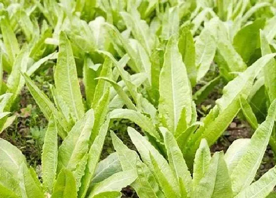 植物百科|油麦菜是油菜吗