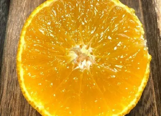 水果科普|爱媛38号果冻橙什么时候上市 爱媛果冻橙成熟时间