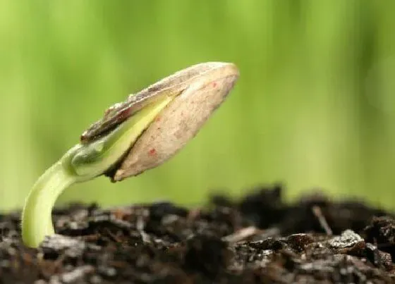 种植方法|豆芽种植时间和方法 种植过程与注意事项