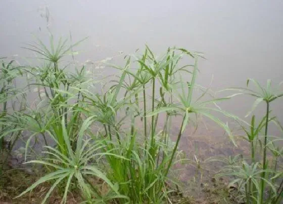 植物种类|旱伞草是水生植物吗