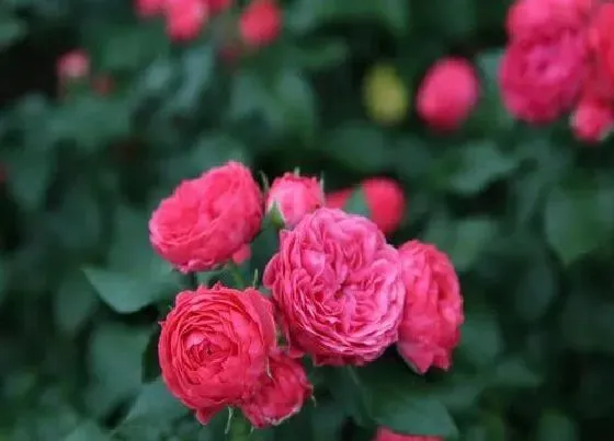 开花时间|月季什么时候开花