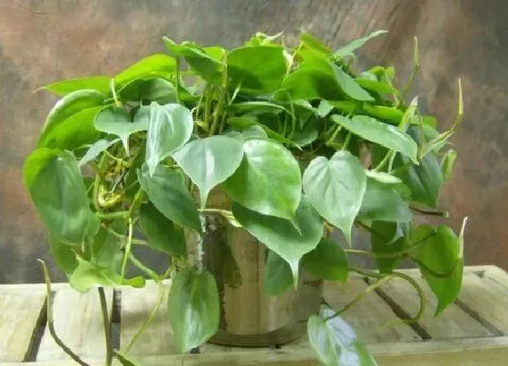 摆放常识|餐桌上摆放什么花最好看 适合放餐厅的绿植花卉