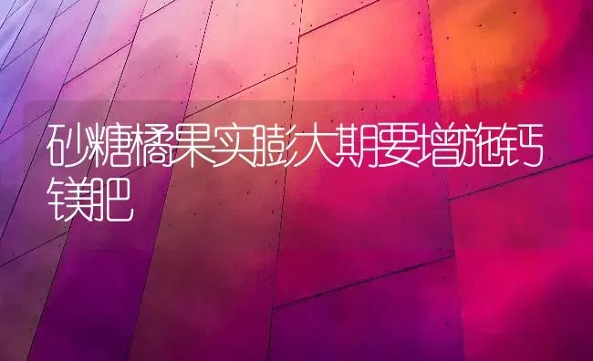 砂糖橘果实膨大期要增施钙镁肥 | 瓜果种植