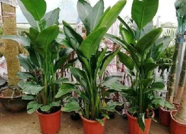 植物换土|鹤望兰换土时间和方法