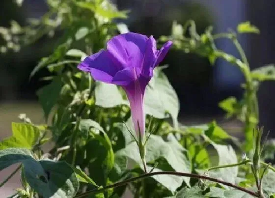 庭院摆放|庭院种牵牛花好吗