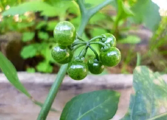 果实成熟|龙葵果什么季节成熟上市