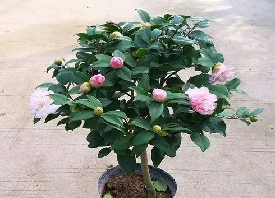 植物百科|山茶花冬天开花吗