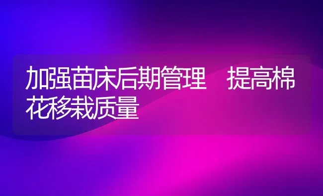 加强苗床后期管理 提高棉花移栽质量 | 粮油作物种植