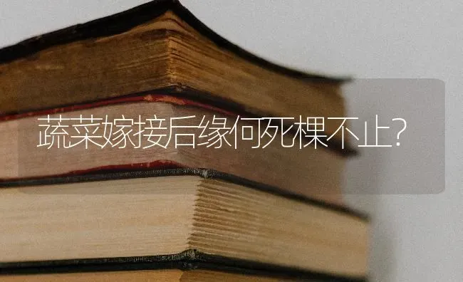 蔬菜嫁接后缘何死棵不止？ | 蔬菜种植