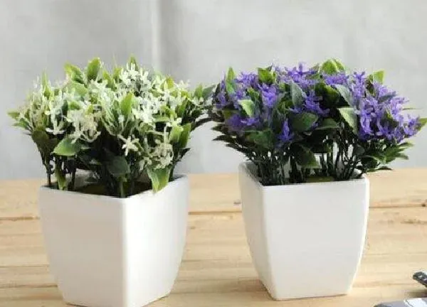 养殖科普|丁香花可以盆栽吗