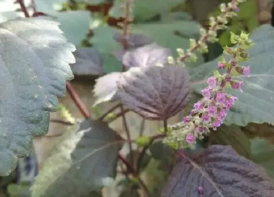 植物百科|紫苏会开花吗 开的花是什么样子的