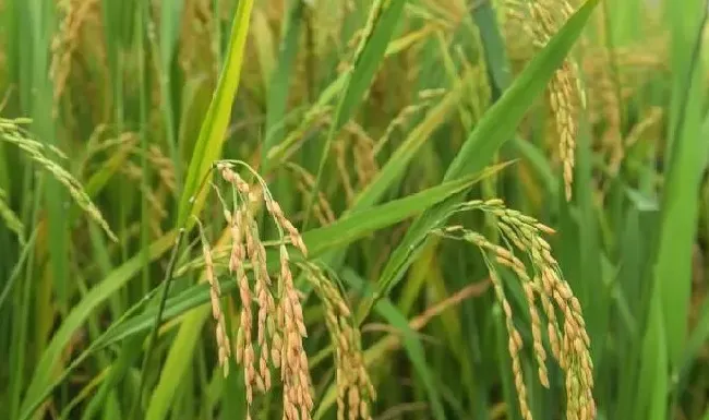 植物百科|杂交水稻到底是给谁吃的（我们吃的到底是不是杂交水稻）