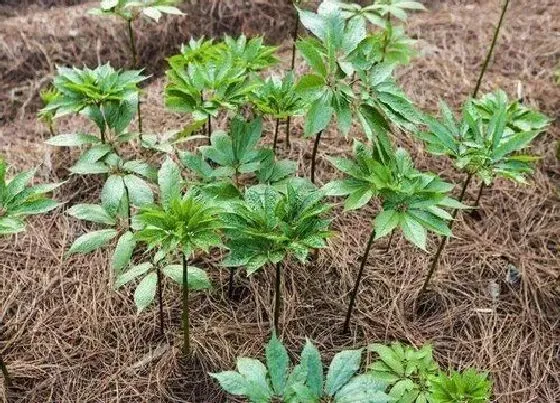 植物百科|三七是多年生还是一年生的植物