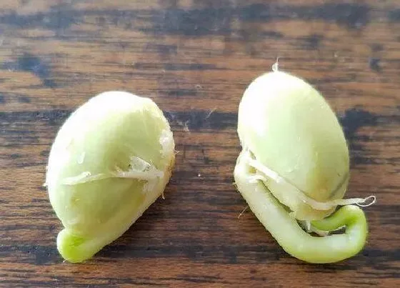 食用常识|毛豆发芽了可以吃吗