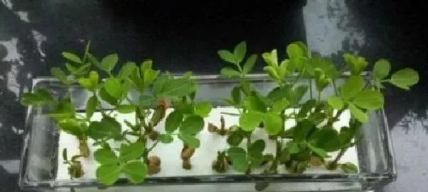 植物发芽|花生怎么发芽 种子怎么种植才能发芽快