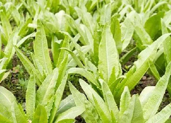 养殖科普|油麦菜喜阴还是喜阳